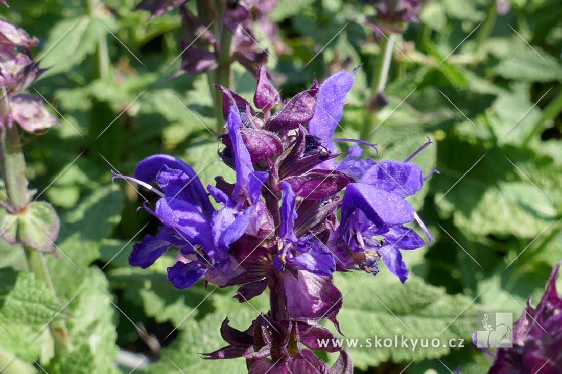 Salvia nemorosa ´Blue Marvel´