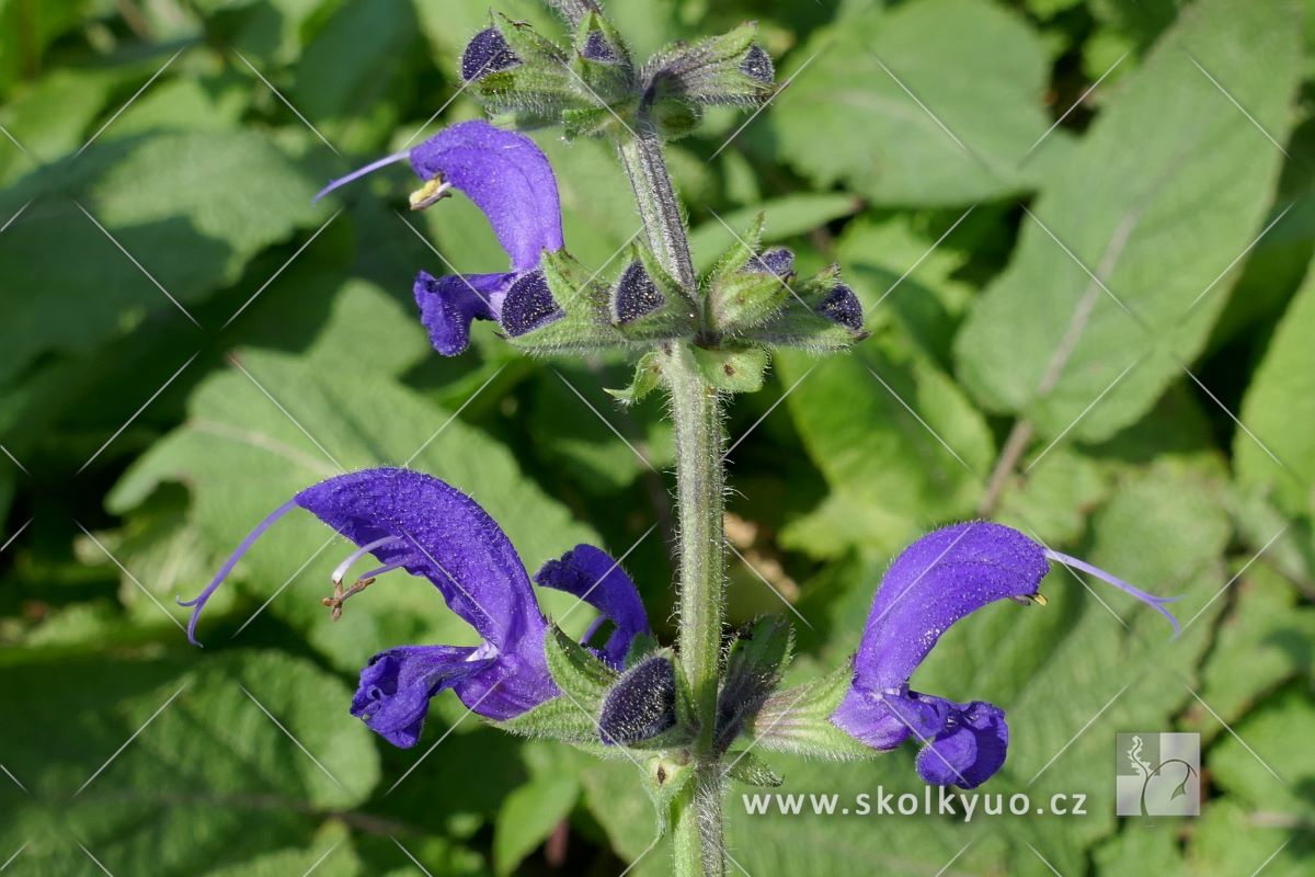 Salvia pratensis ´Twilight Serenade´