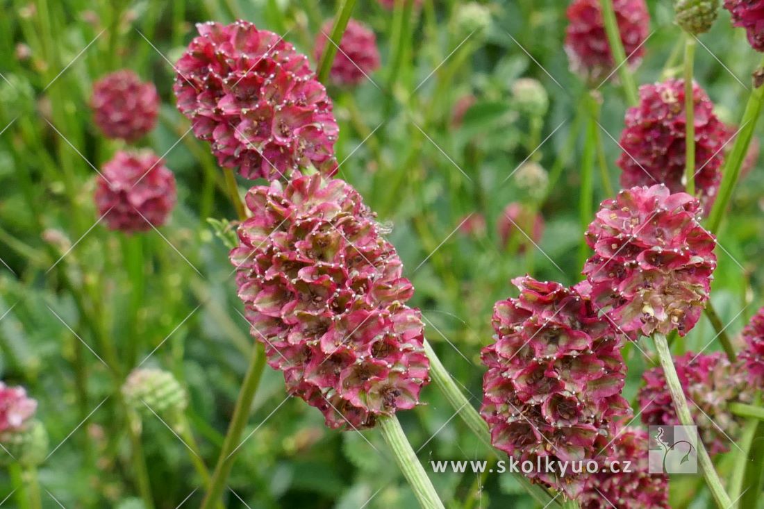 Sanguisorba ´Proud Mary´