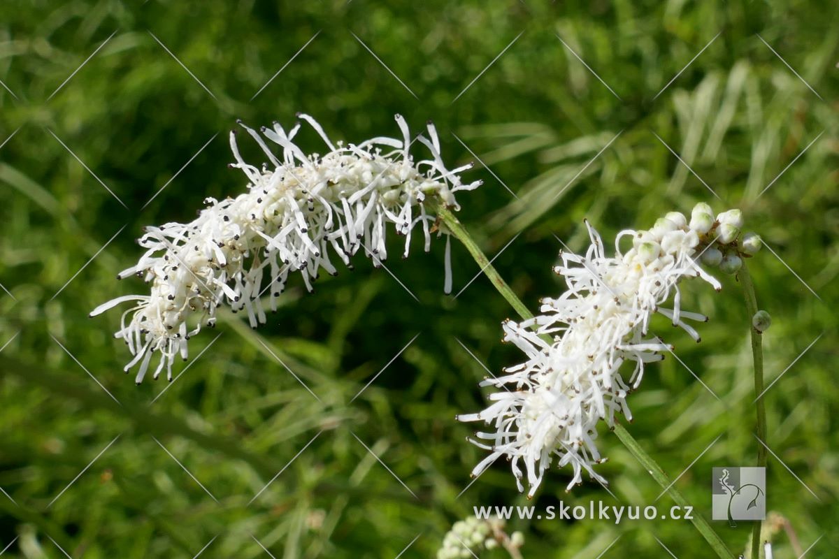 Sanguisorba tenuifolia ´Alba´