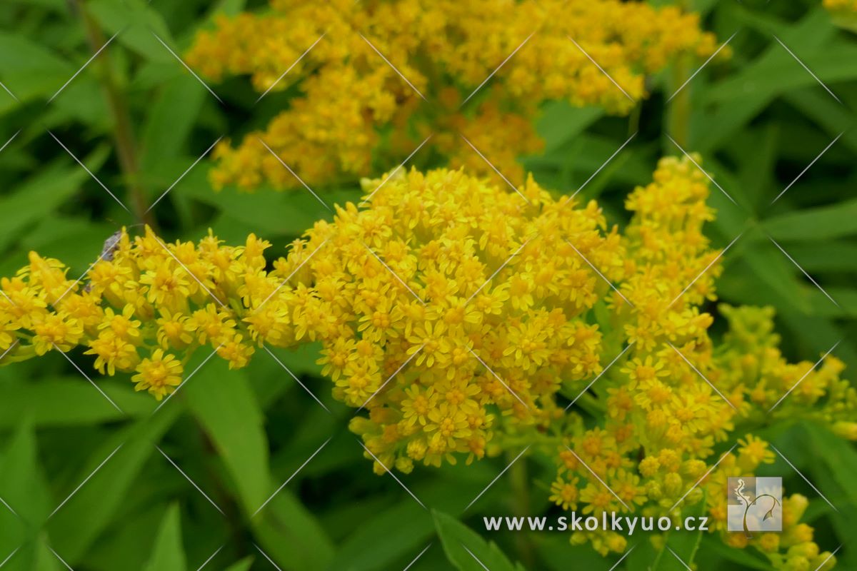 Solidago canadensis ´Golden Baby´