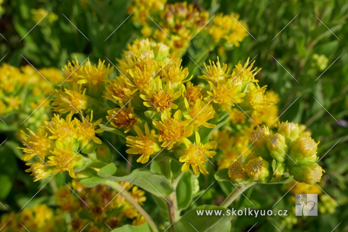 Solidago rigida ssp. humilis ´Golden Rocket´