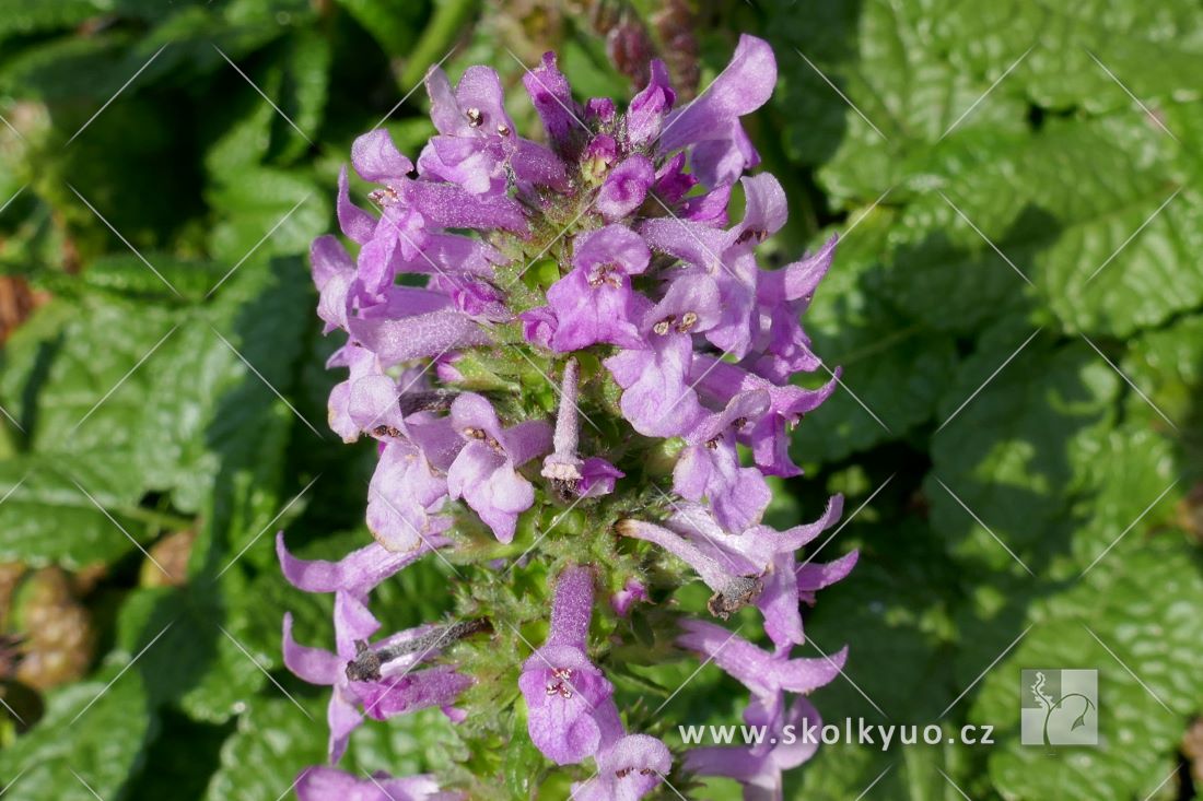 Stachys officinalis ´Ukkie´