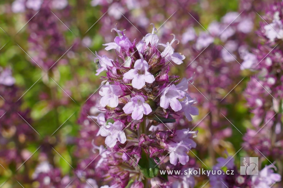 Thymus pulegioides ´Foxley´