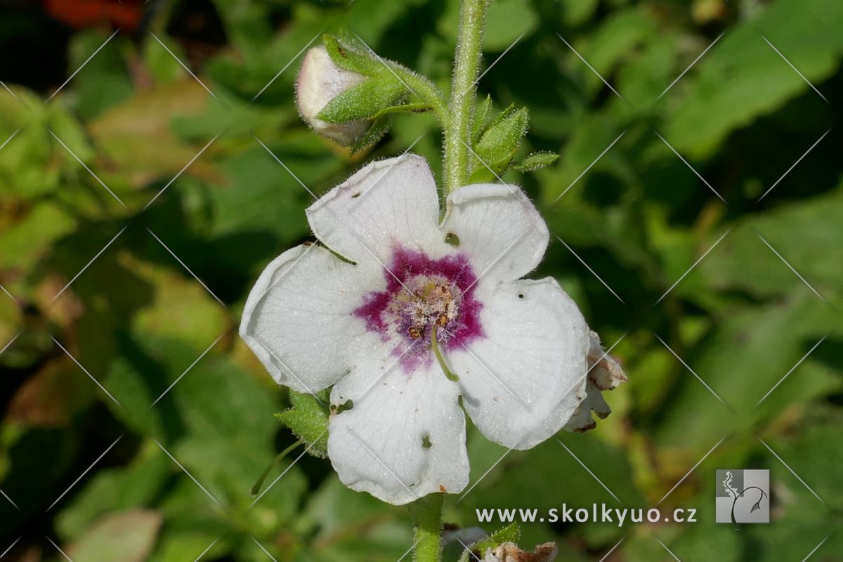 Verbascum ´Jolly Eye´