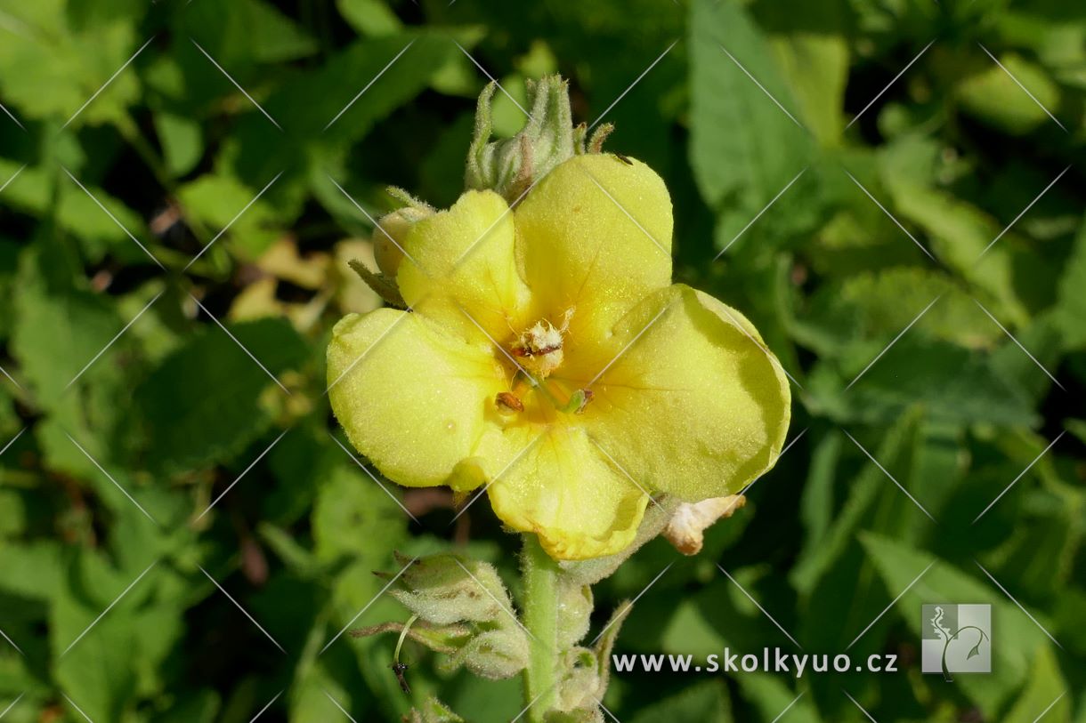 Verbascum phlomoides ´Wega´