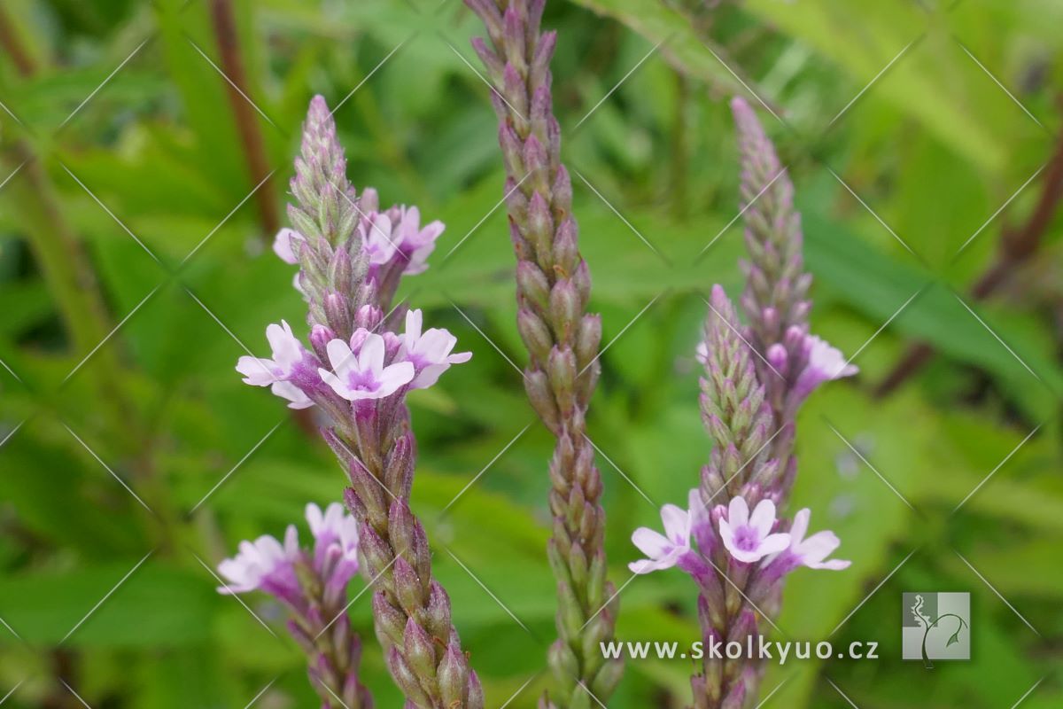 Verbena hastata ´Pink Spires´