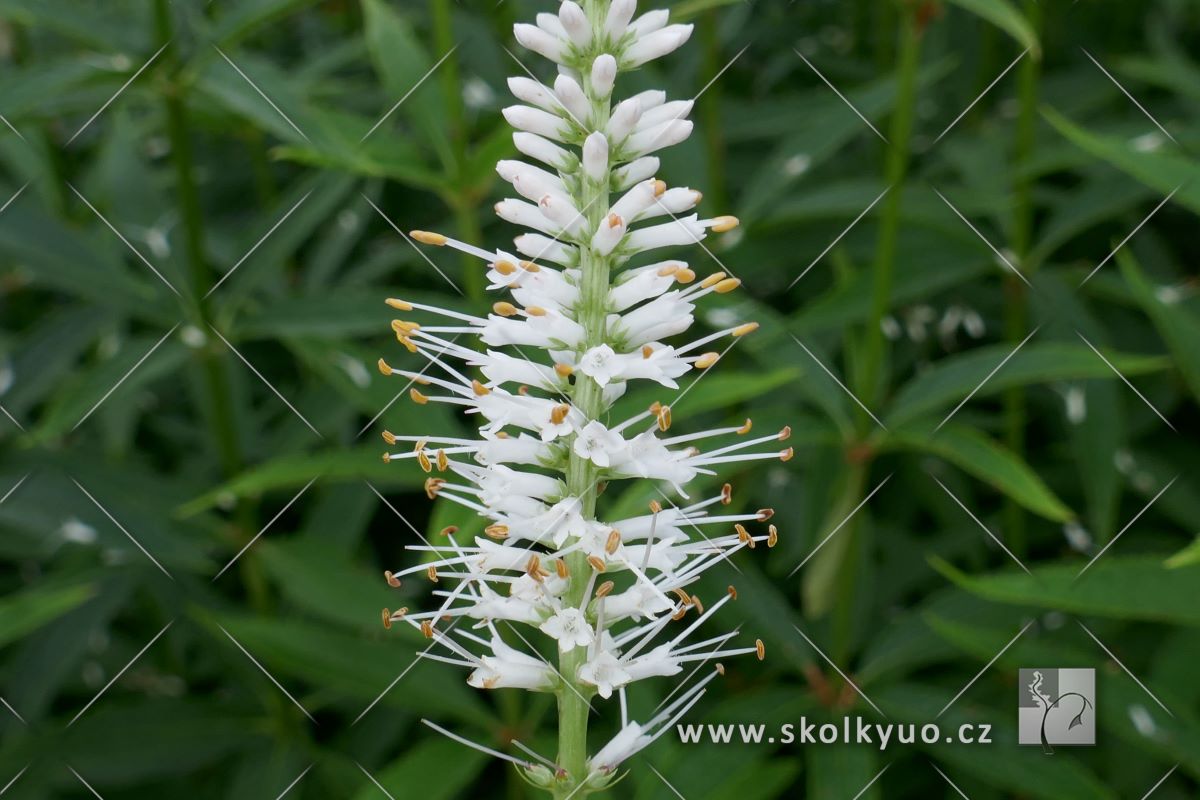 Veronicastrum virginicum ´Diana´