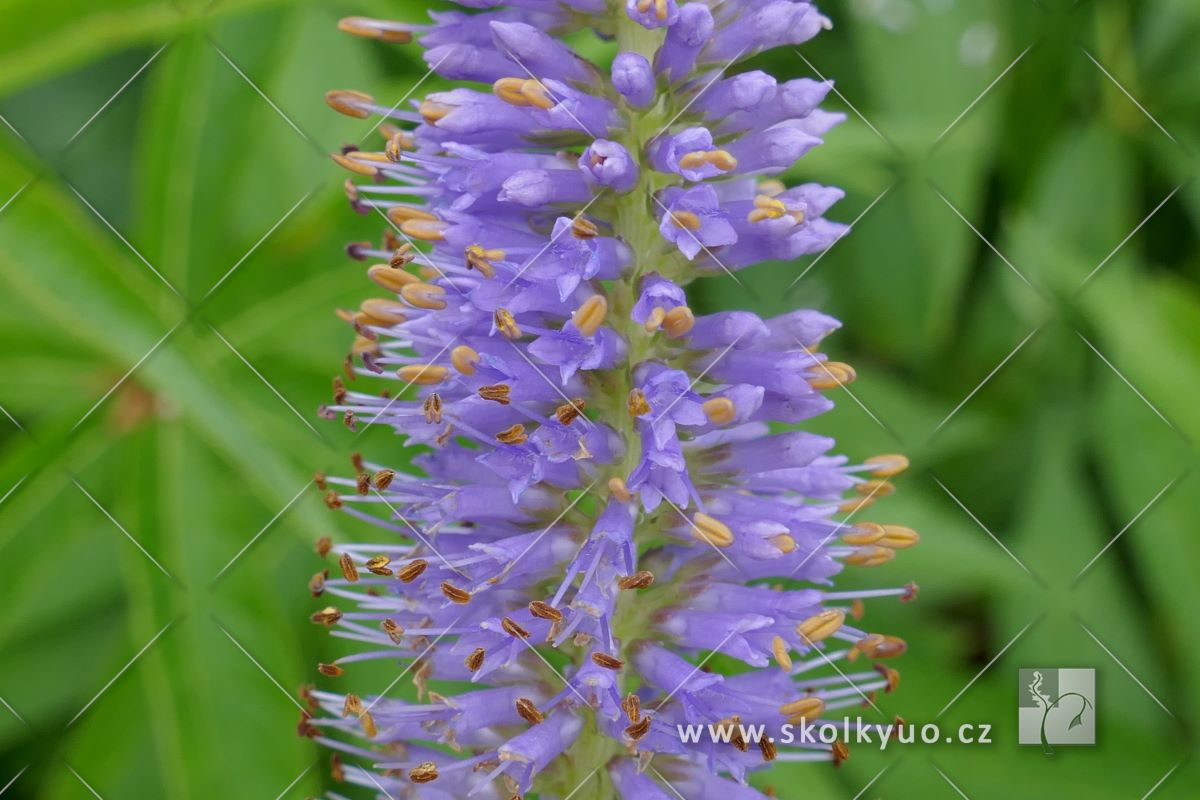 Veronicastrum virginicum ´Fascination´