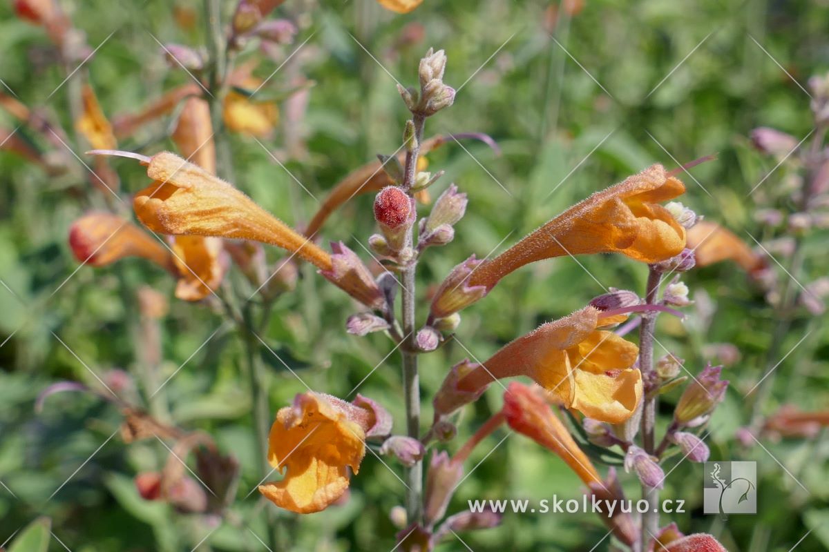 Agastache aurantiaca ´Tango´