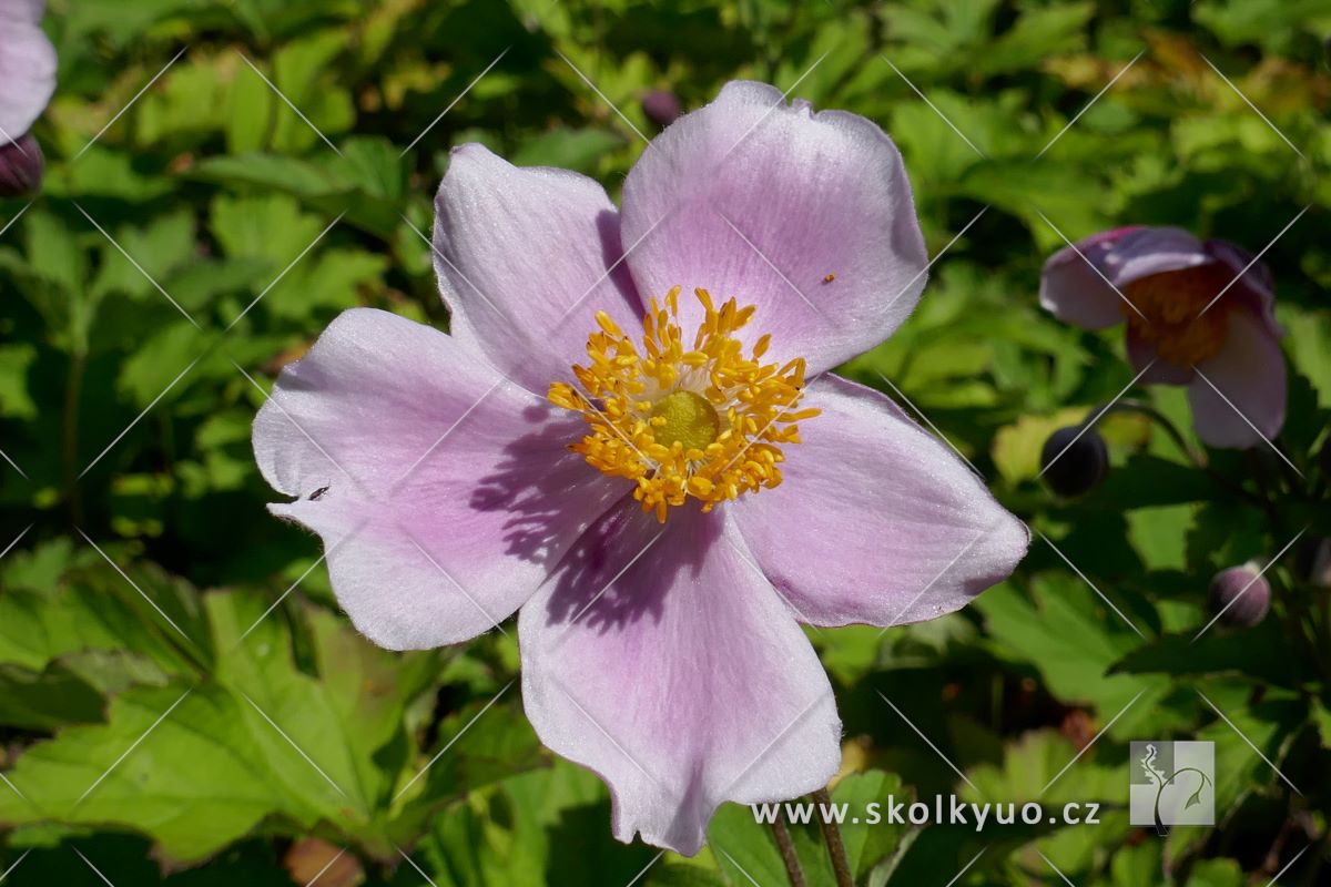 Anemone hupehensis ´Splendens´