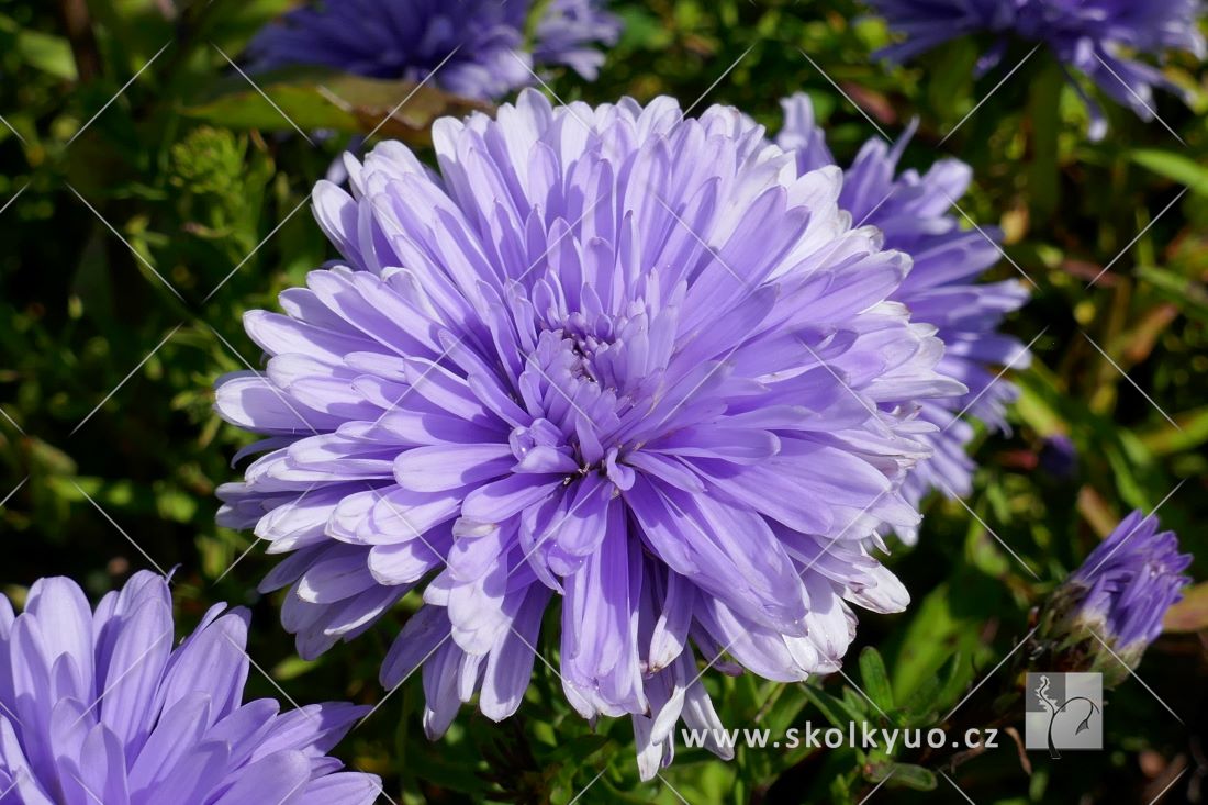 Aster novi-belgii ´Marie Ballard´