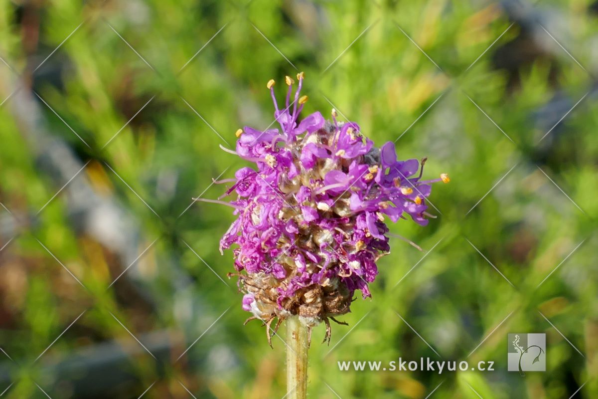 Dalea purpureum ´Stephanie´