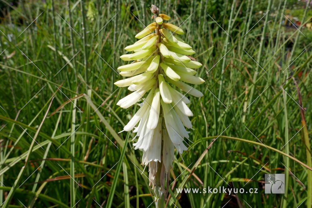 Kniphofia ´Ice Queen´