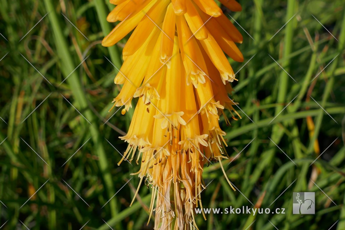 Kniphofia ´Mango Popsicle®´