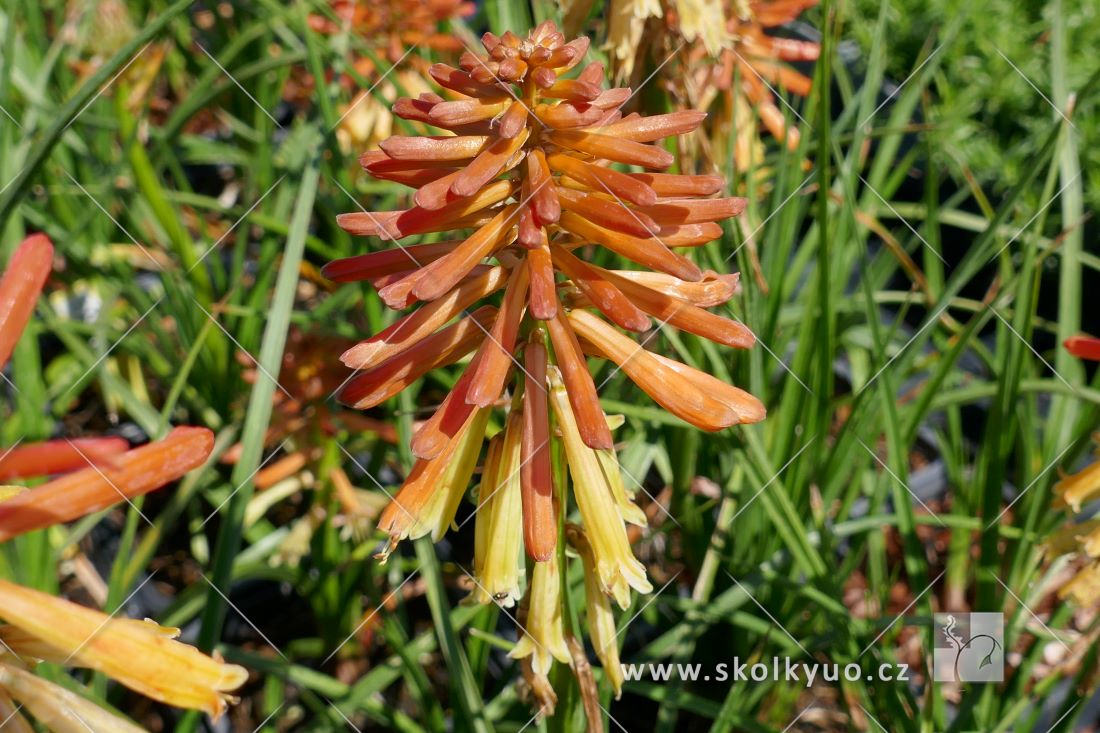 Kniphofia ´Poco Daybreak®´