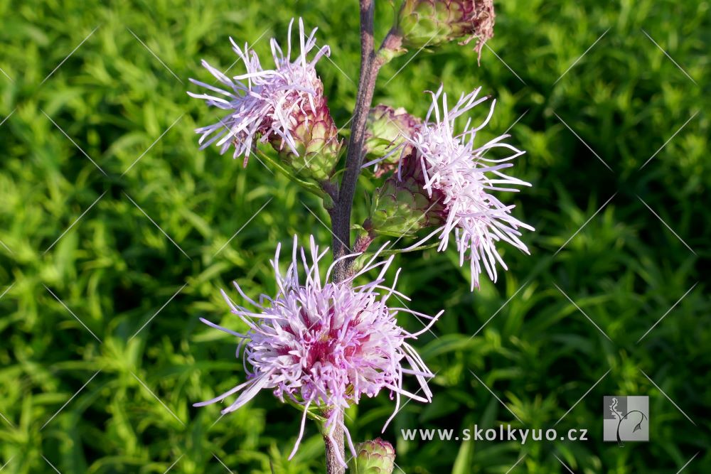 Liatris scariosa