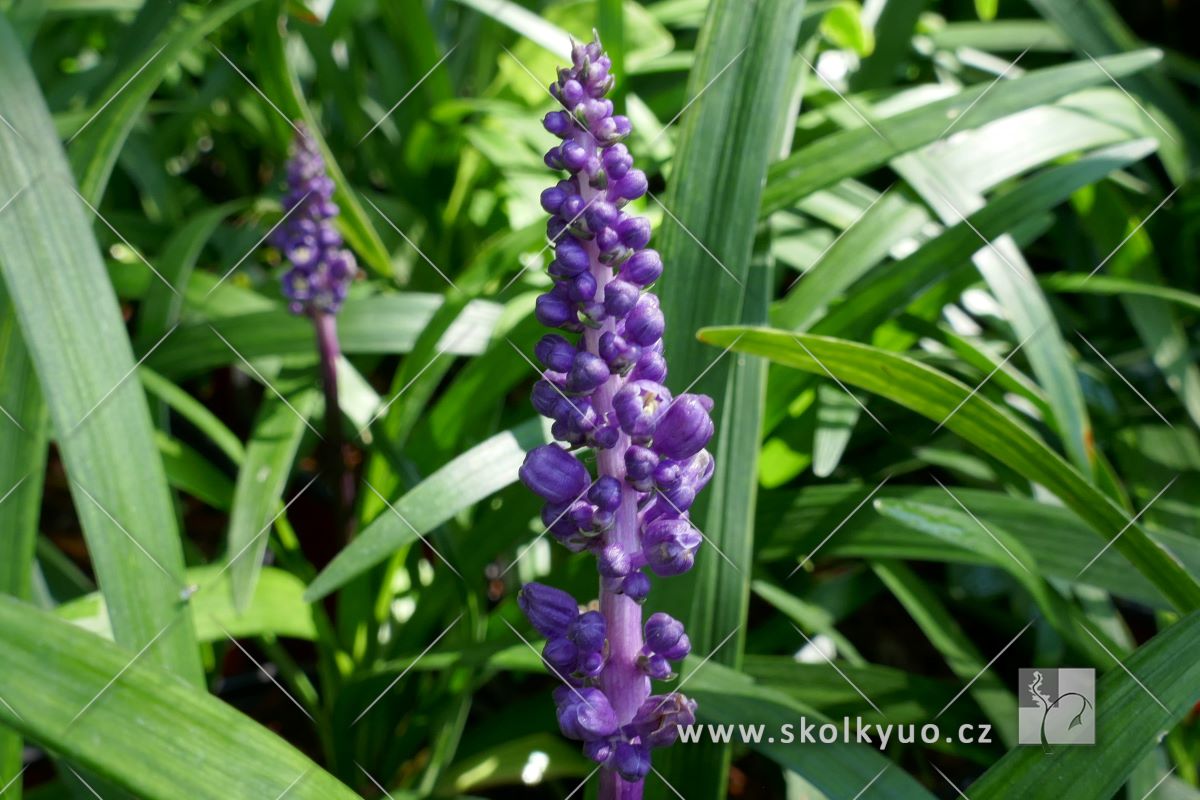 Liriope muscari ´Ingwersen´