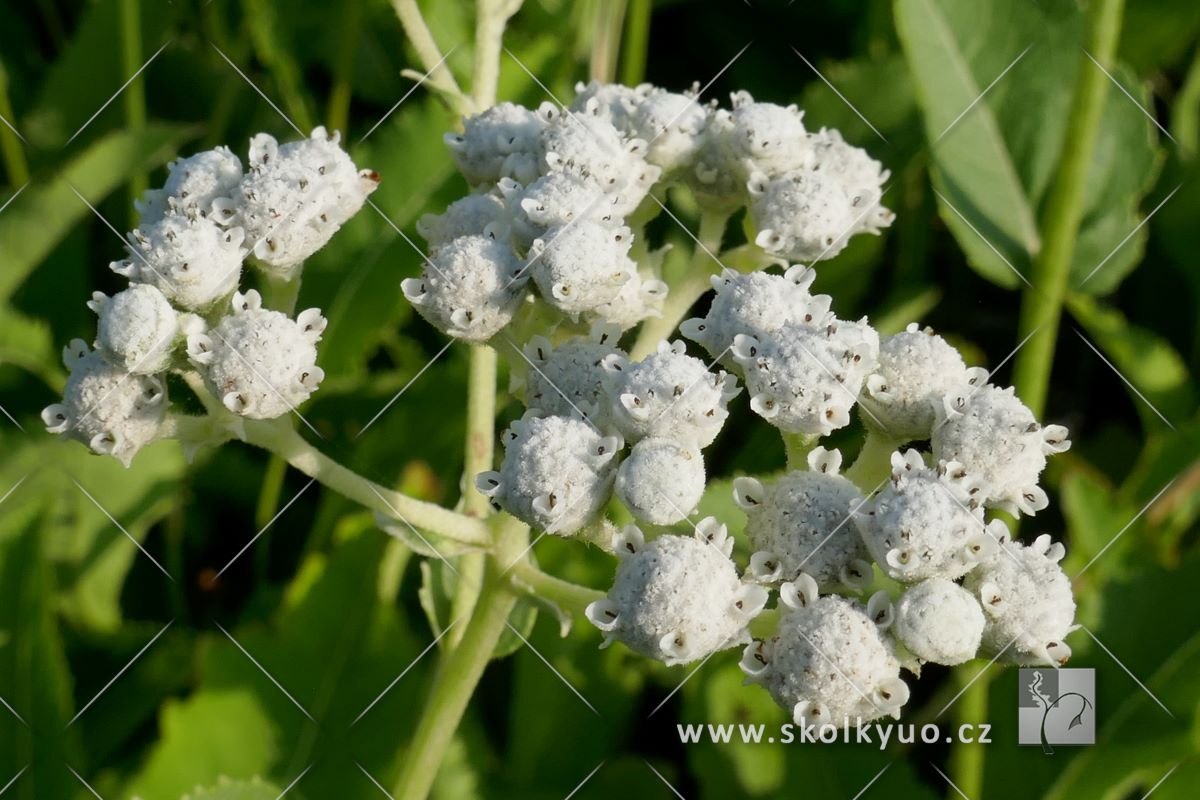 Parthenium integrifolium