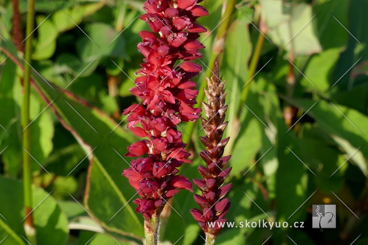 Persicaria amplexicaulis ´ Blackfield´