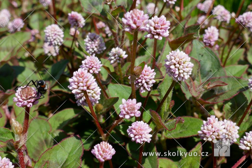 Persicaria capitata