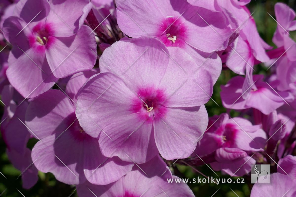 Phlox amplifolia ´Spätsommer´