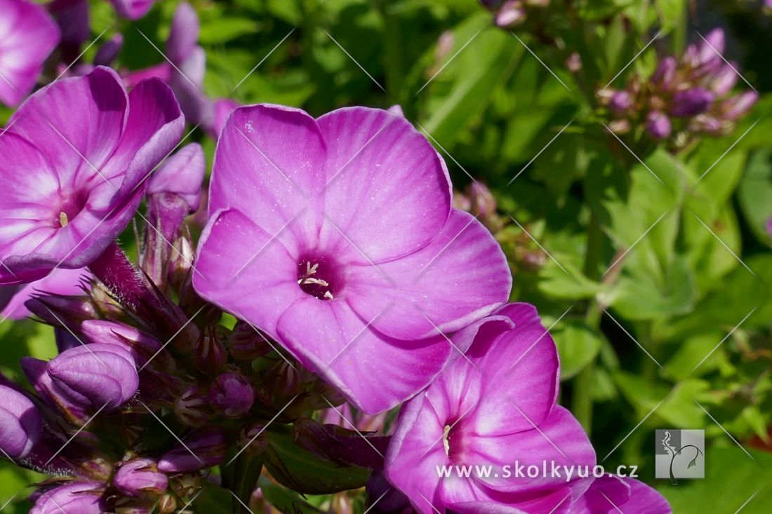 Phlox paniculata ´Flame Purple Eye´