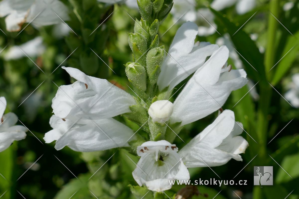 Physostegia virginiana ´Miss Manners´