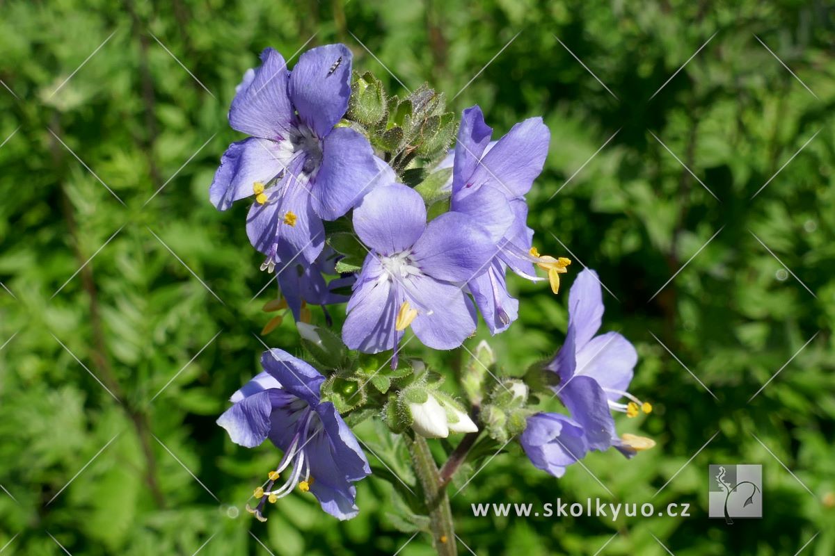 Polemonium yezoense ´Purple Rain Strain´