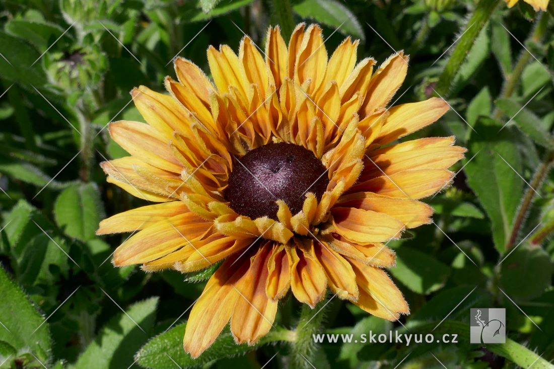 Rudbeckia ´Flamenco Apricot´