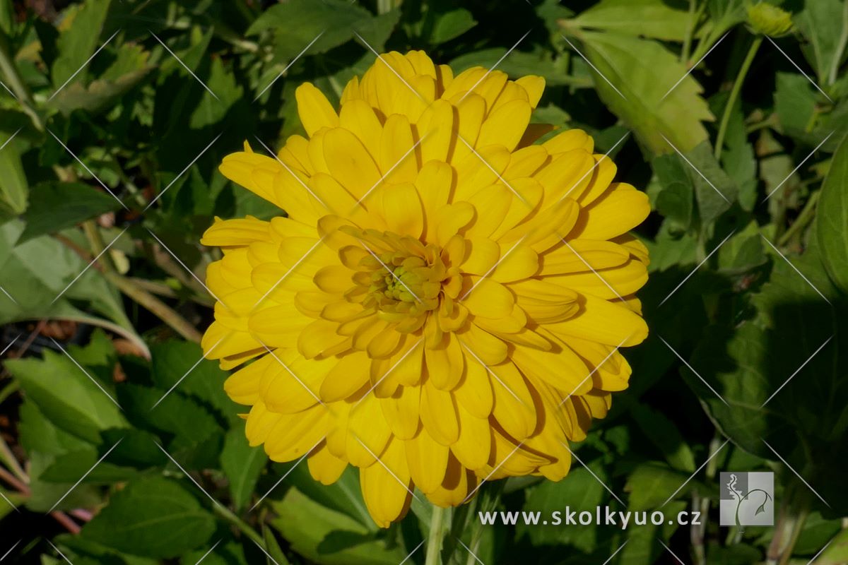 Rudbeckia nitida ´Herbstsonne´