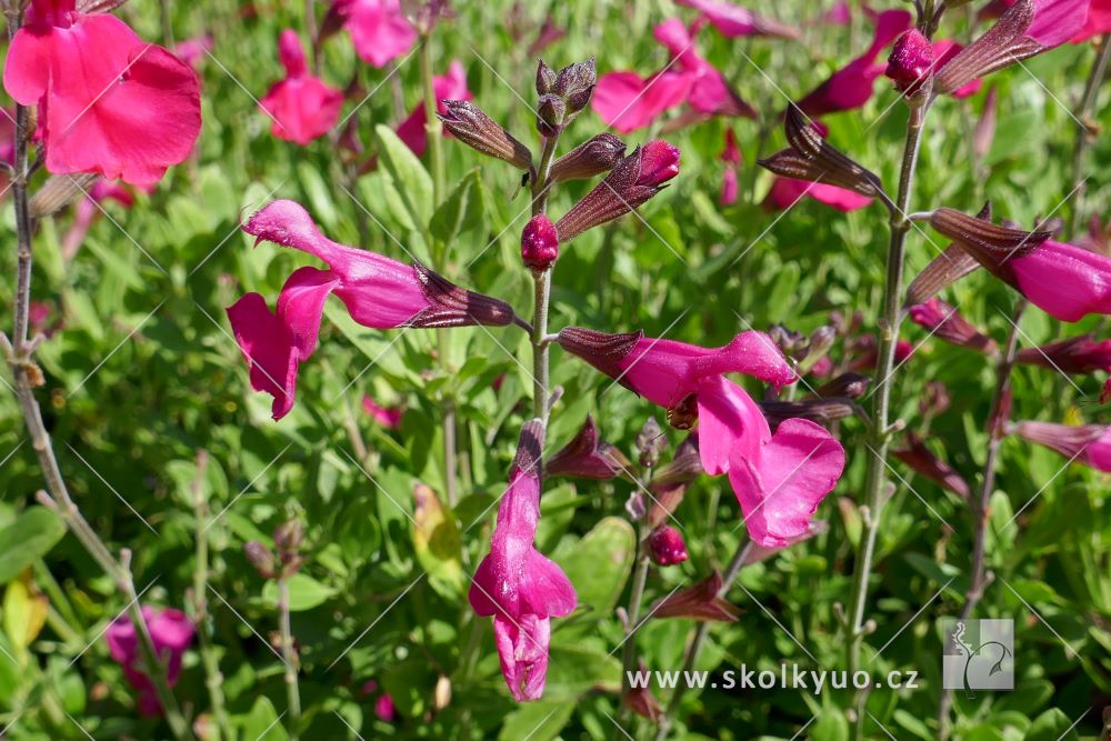 Salvia greggii ´Mirage Hot Pink´