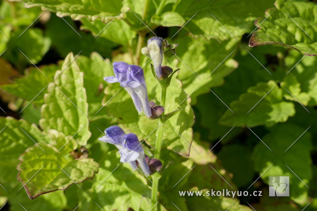 Scutellaria incana