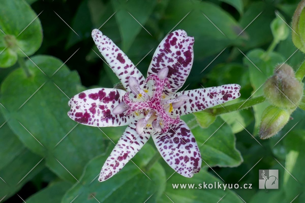 Tricyrtis hirta