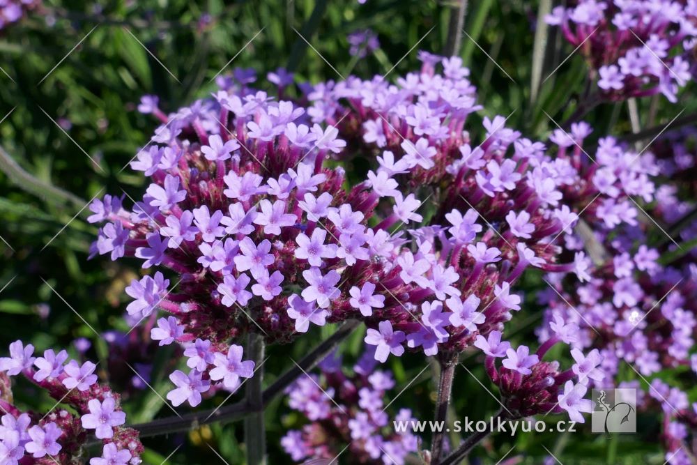 Verbena bonariensis ´Lollipop´