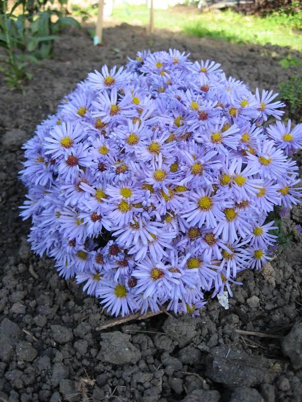 Aster dumosus ´Paleček´