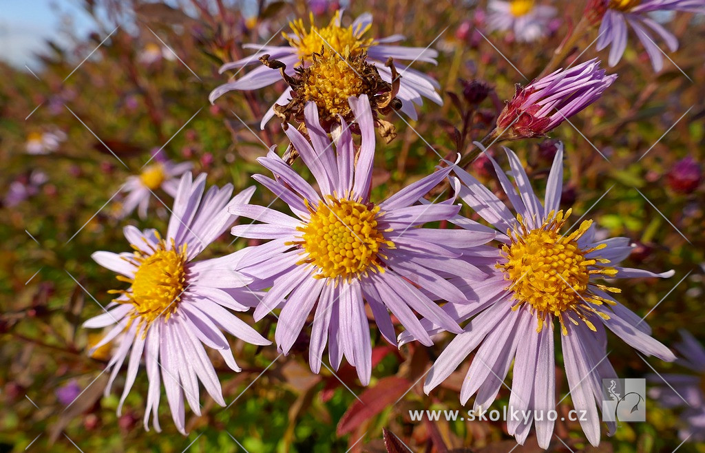 Aster ageratoides ´Eleven Purple´