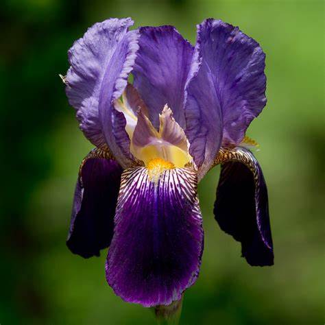 Iris x germanica ´Alcazar´