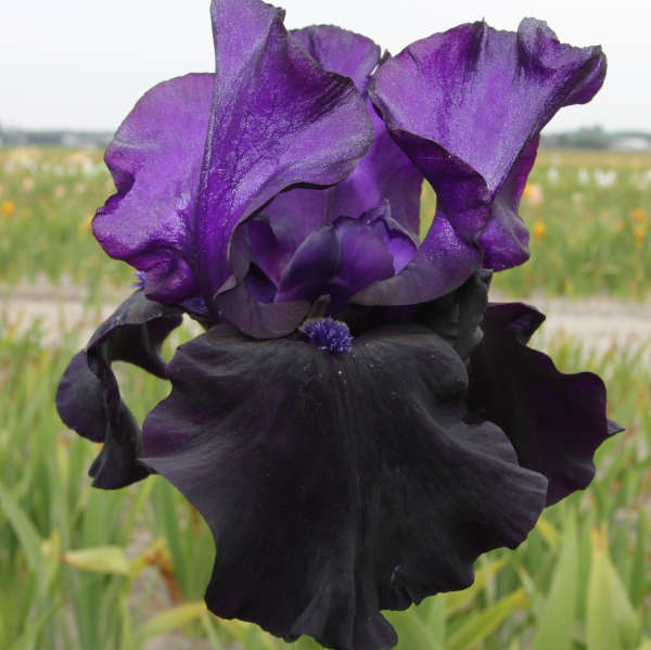 Iris (G) ´Night Owl´