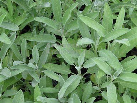 Salvia officinalis ´Extrakta´