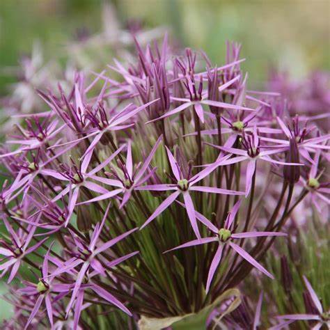 Allium christophii