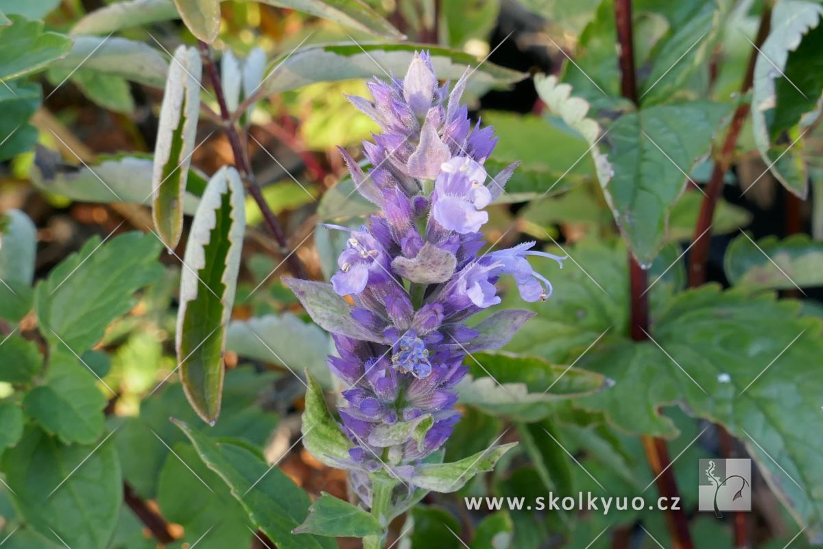 Agastache foeniculum