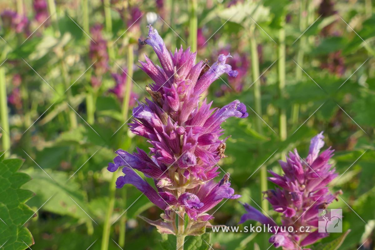 Agastache ´Globetrotter´