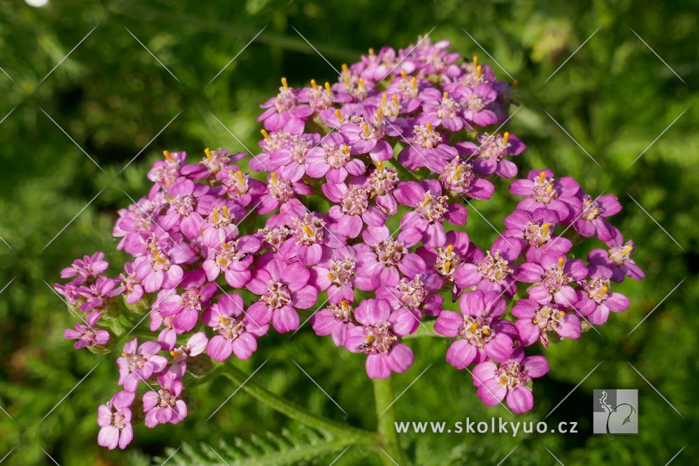 Achillea millefolium ´Cerise Queen´