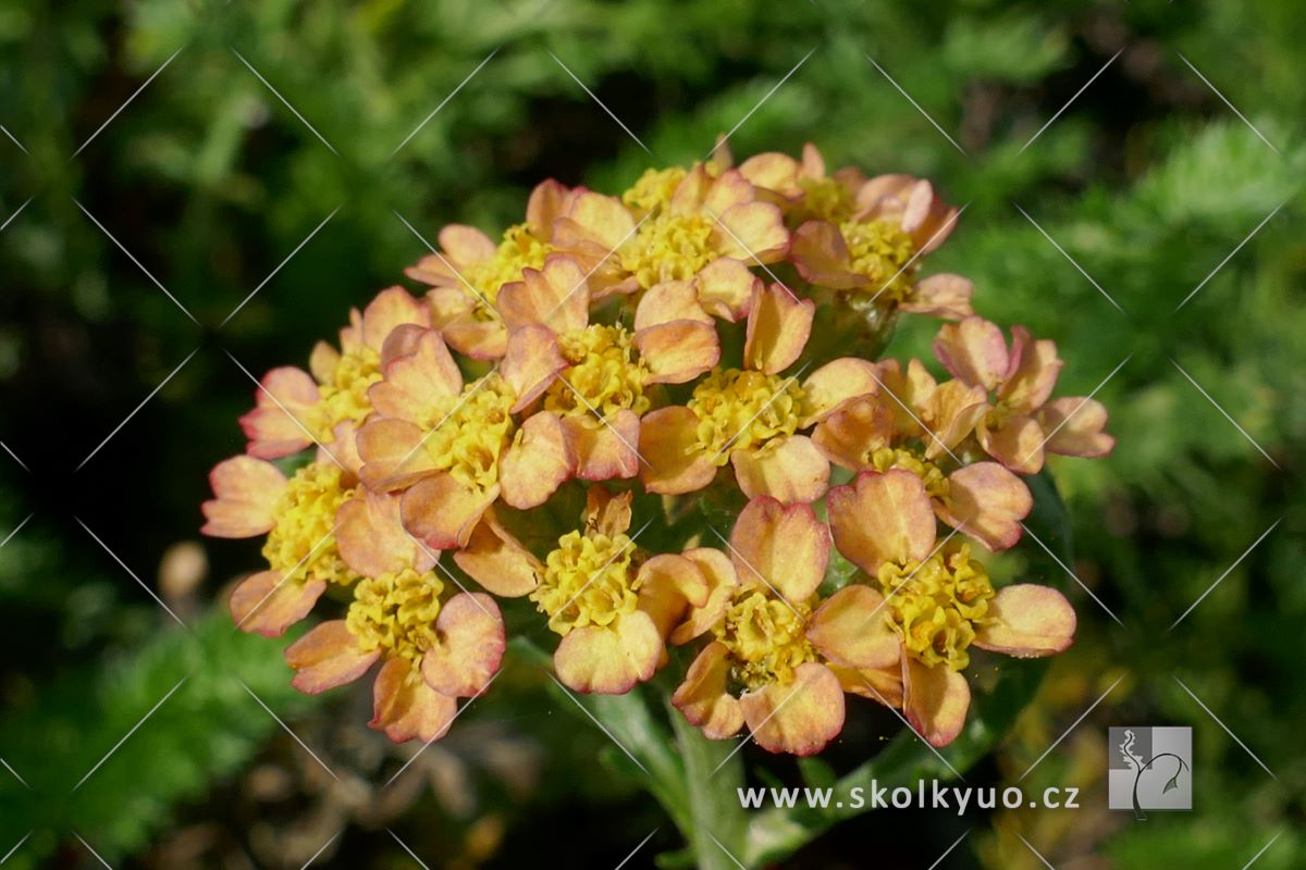 Achillea millefolium ´Milly Rock Mixmasters® Dance´