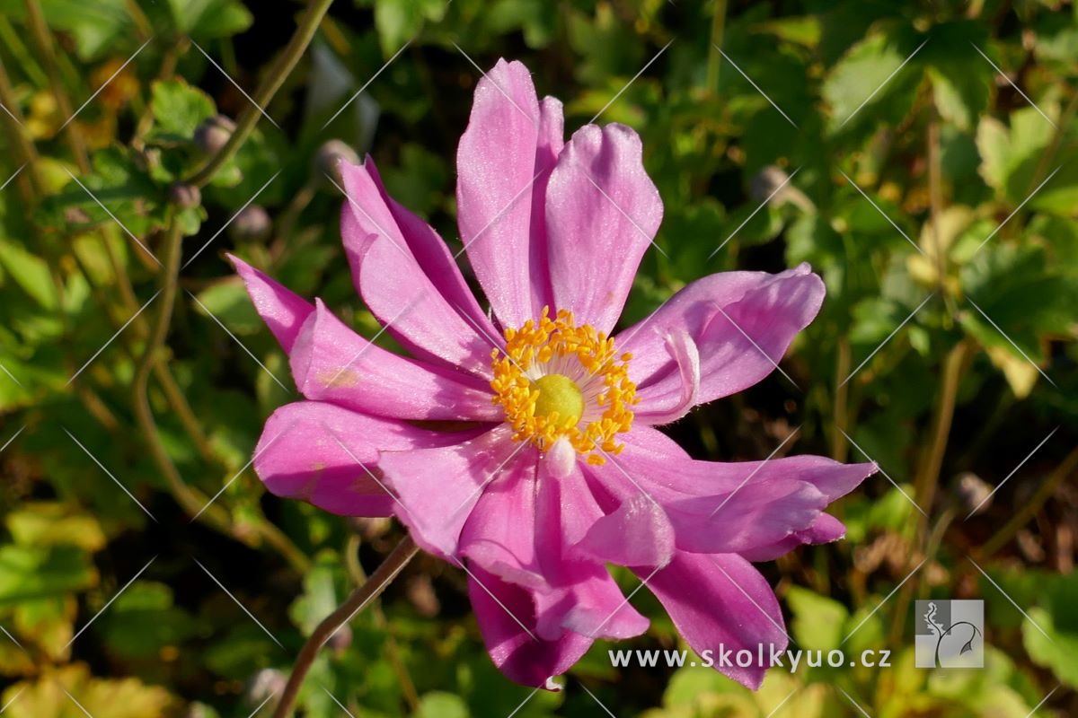 Anemone hupehensis ´Prinz Heinrich´