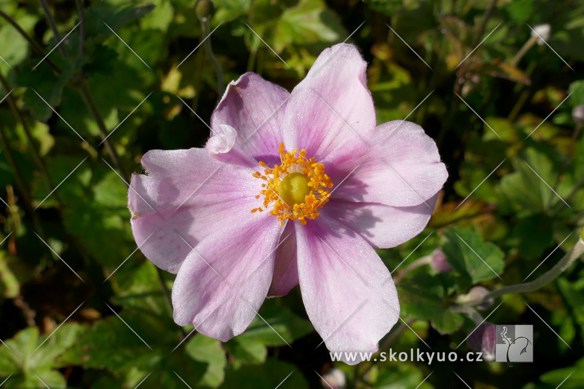 Anemone hybrida ´Königin Charlotte´