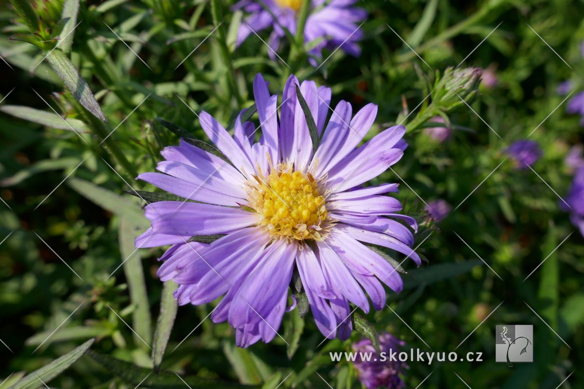 Aster dumosus ´Lady in Blue´