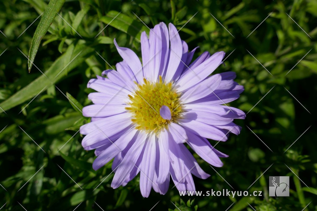 Aster dumosus ´Zwergenhimmel´