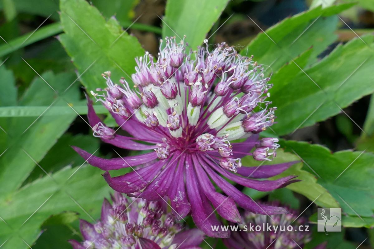 Astrantia major ´Sparkling Stars Red´